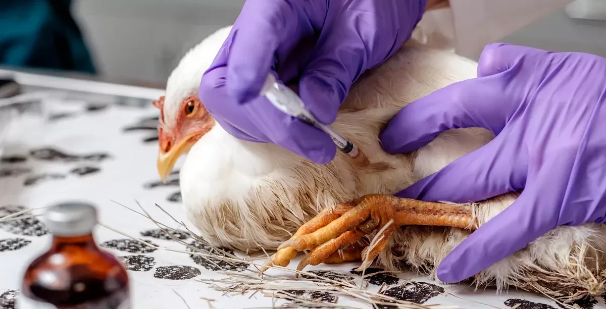 محاضرات حول مرض أنفلونزا الطيور في المعهد العالي الصحي بمدينة يفرن.