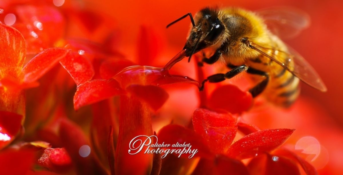 ورشة عمل حول التصوير الفوتوغرافي لماكرو الحشرات قرب خلايا النحل.