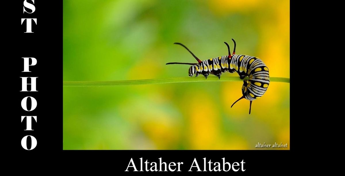 صور فائزة في مجال التصوير الفوتوغرافي الدقيق والمقرب للحشرات