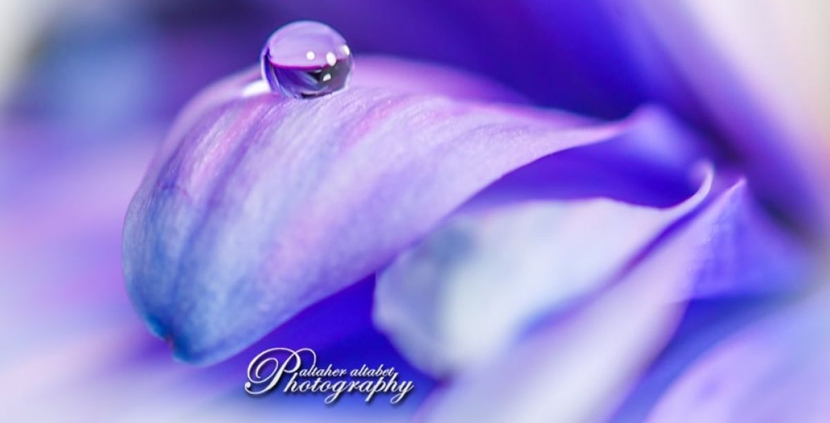 التصوير الفوتوغرافي الماكرو للقطرات الماء (Water Droplet Macro Photography).