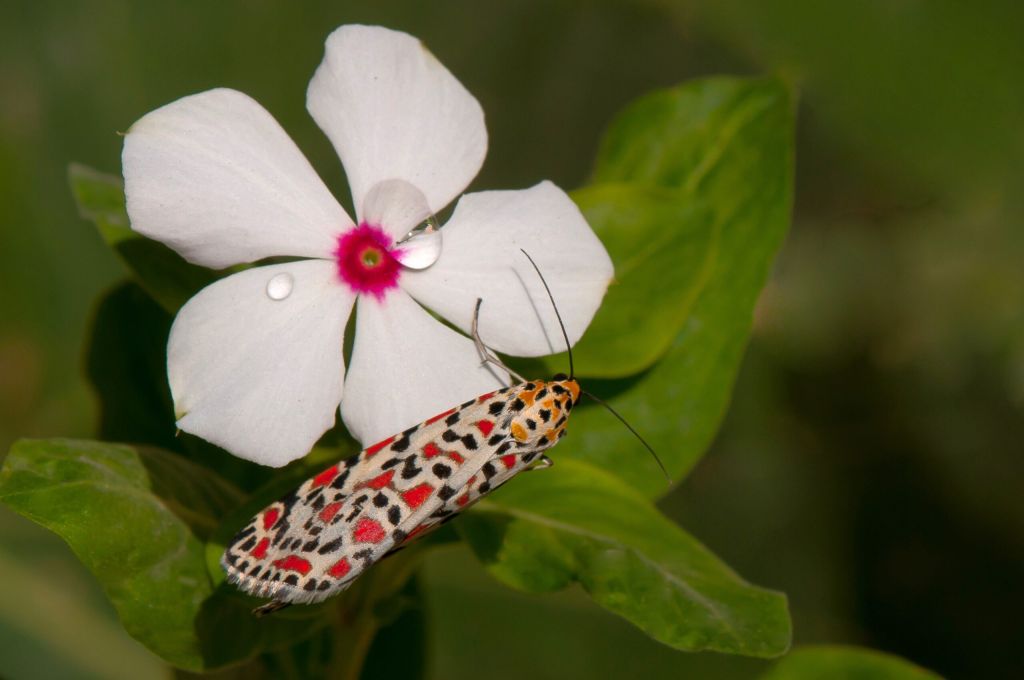 Crimson speckled Flunkey Moth 05 scaled fea68ff2