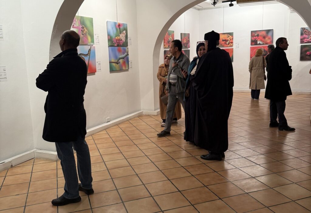 المعرض الشخصي للدكتور الطاهر الثابت 19 IMG 3793