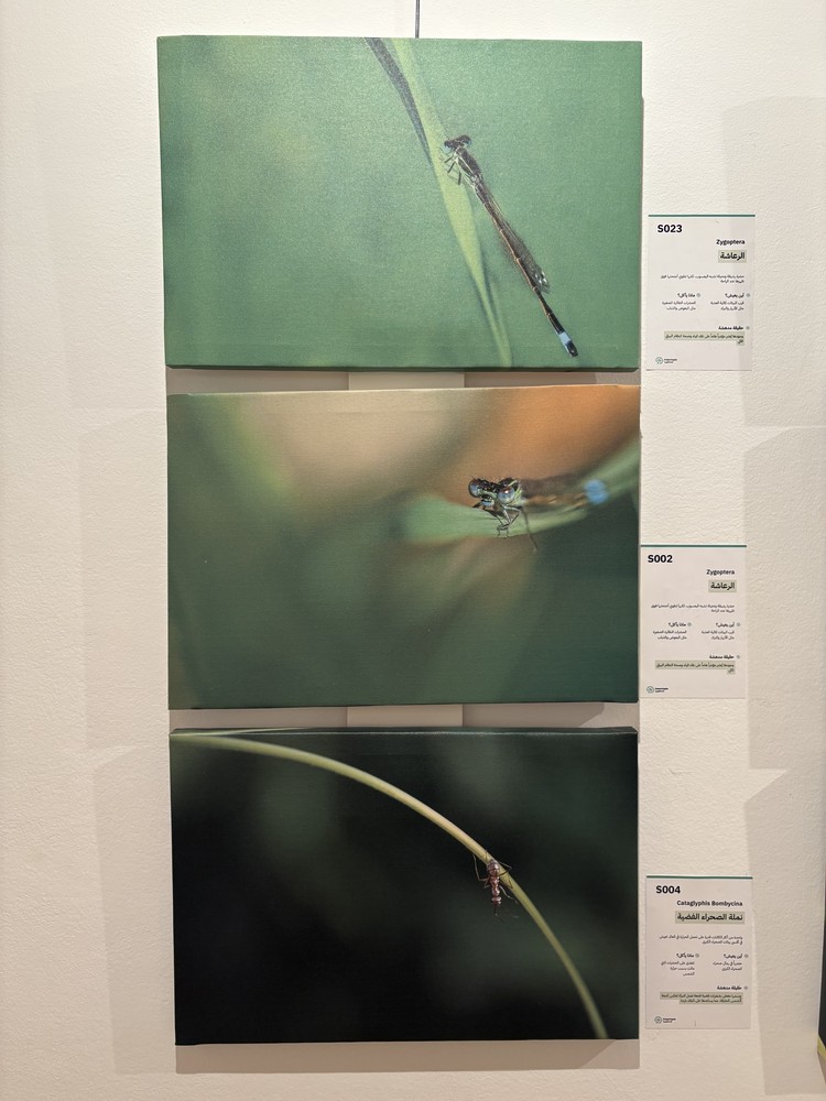 كلمة افتتاح معرض التصوير الفوتوغرافي "ماكرو الحشرات" 49 IMG 5127