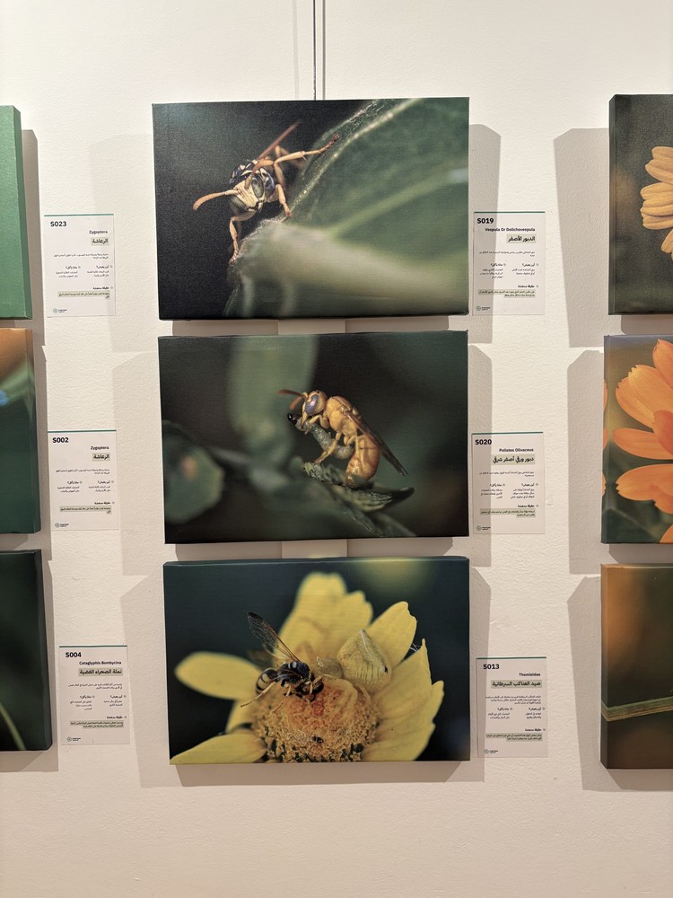 كلمة افتتاح معرض التصوير الفوتوغرافي "ماكرو الحشرات" 46 IMG 5128