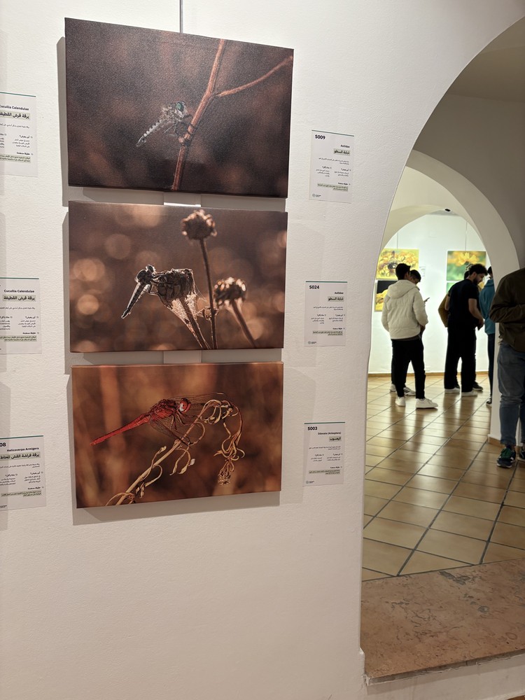 المعرض الشخصي للدكتور الطاهر الثابت 43 IMG 5131