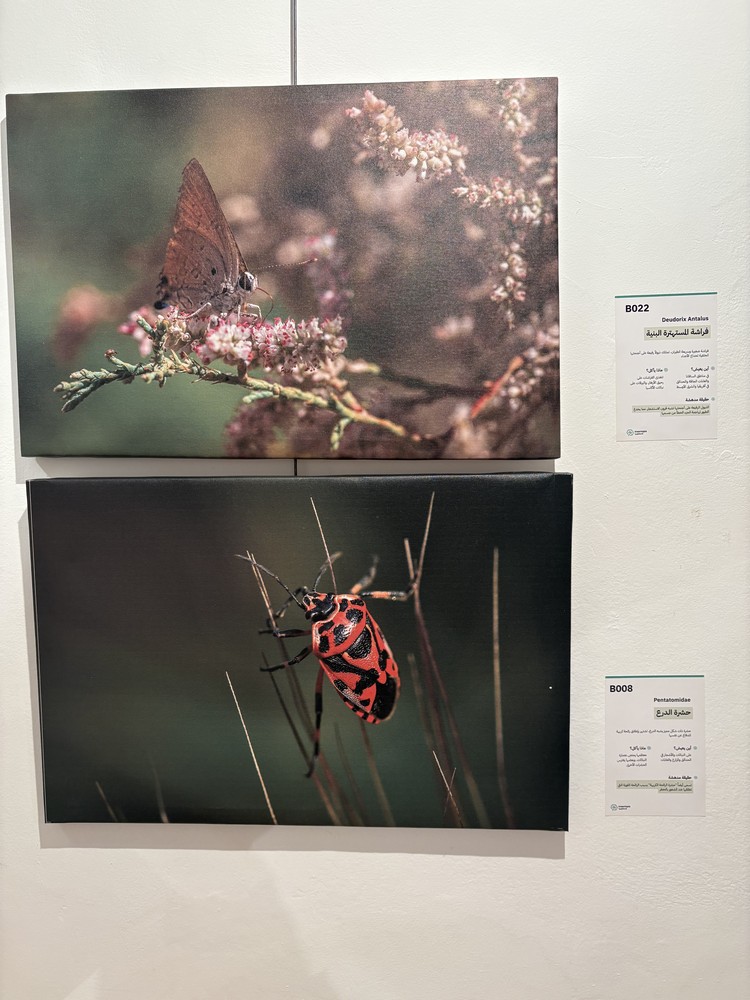 كلمة افتتاح معرض التصوير الفوتوغرافي "ماكرو الحشرات" 47 IMG 5133