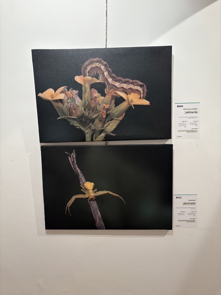 كلمة افتتاح معرض التصوير الفوتوغرافي "ماكرو الحشرات" 45 IMG 5134