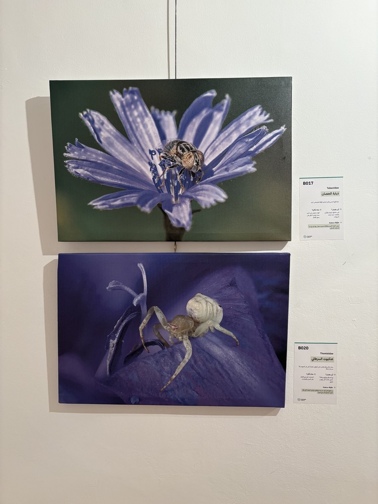 كلمة افتتاح معرض التصوير الفوتوغرافي "ماكرو الحشرات" 44 IMG 5135