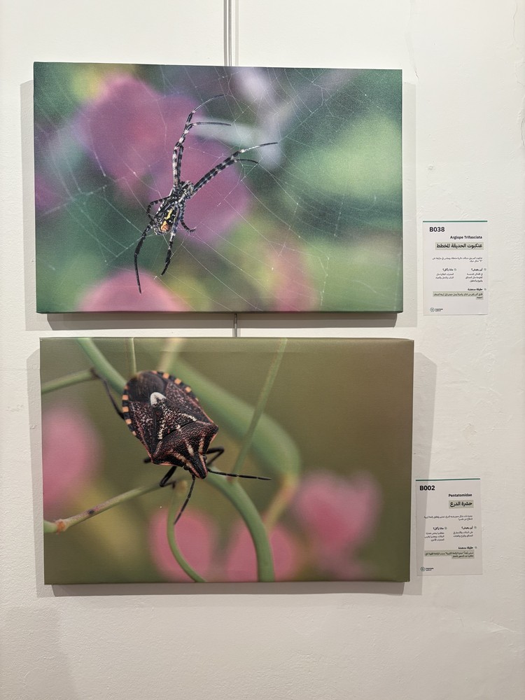 كلمة افتتاح معرض التصوير الفوتوغرافي "ماكرو الحشرات" 38 IMG 5140
