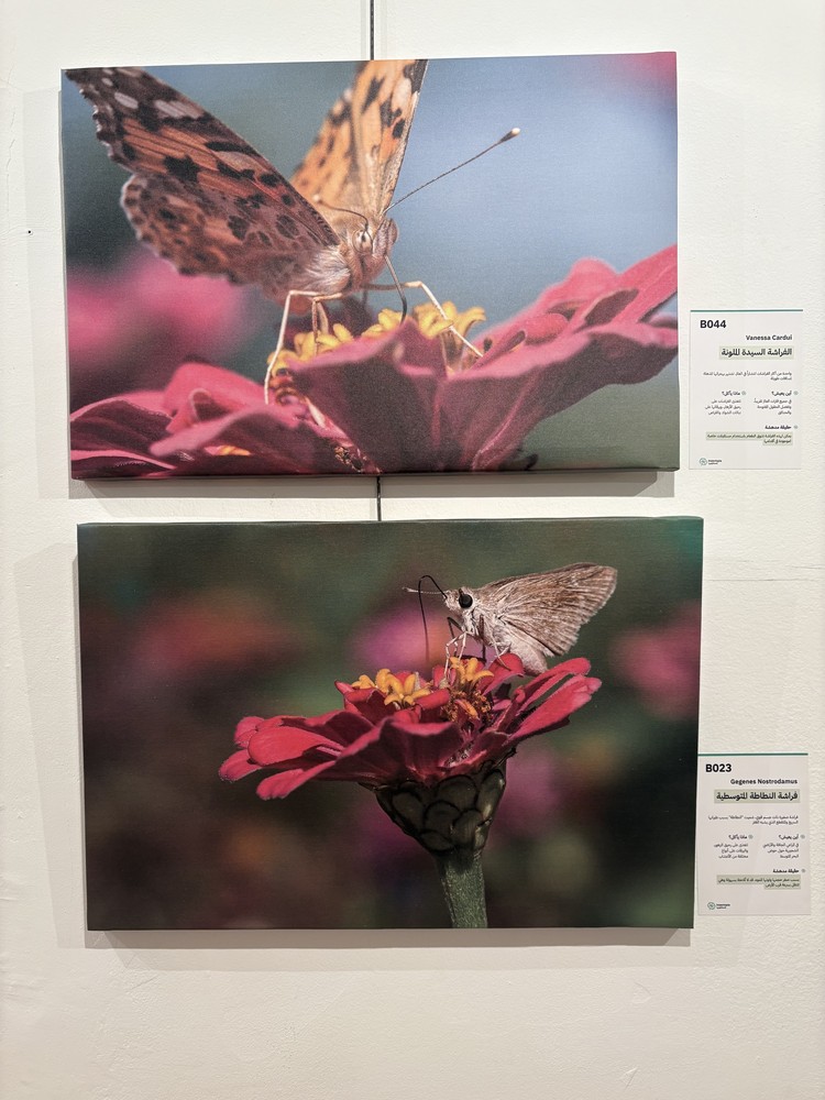 كلمة افتتاح معرض التصوير الفوتوغرافي "ماكرو الحشرات" 42 IMG 5141