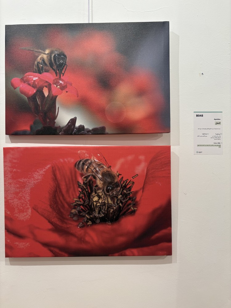 كلمة افتتاح معرض التصوير الفوتوغرافي "ماكرو الحشرات" 36 IMG 5142