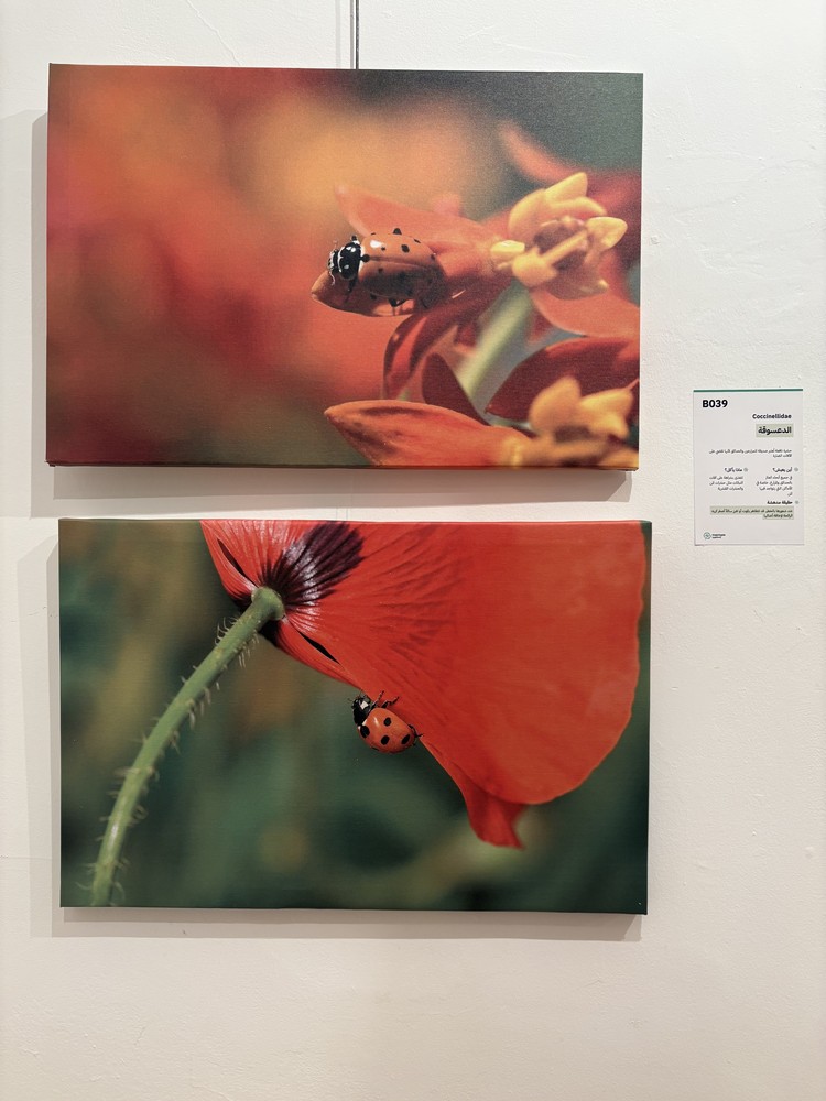 كلمة افتتاح معرض التصوير الفوتوغرافي "ماكرو الحشرات" 37 IMG 5143