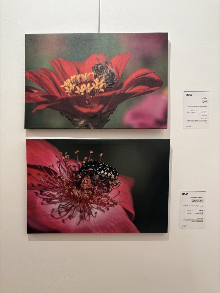 كلمة افتتاح معرض التصوير الفوتوغرافي "ماكرو الحشرات" 40 IMG 5144