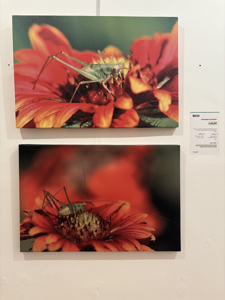 كلمة افتتاح معرض التصوير الفوتوغرافي "ماكرو الحشرات" 31 IMG 5145