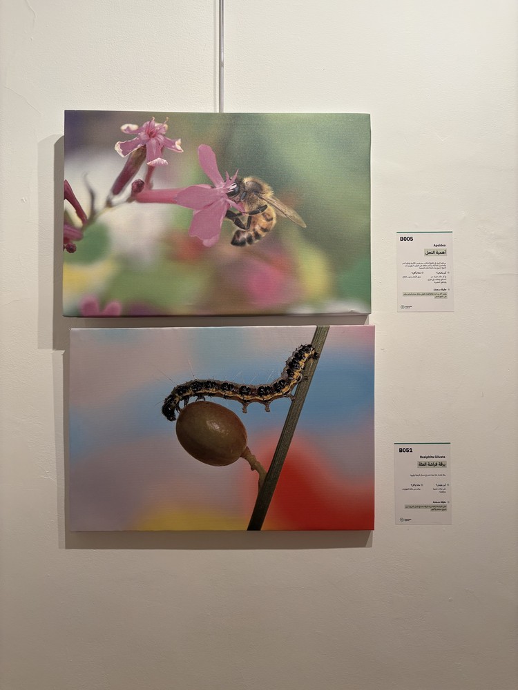 كلمة افتتاح معرض التصوير الفوتوغرافي "ماكرو الحشرات" 30 IMG 5148