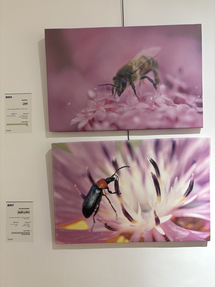 كلمة افتتاح معرض التصوير الفوتوغرافي "ماكرو الحشرات" 41 IMG 5151