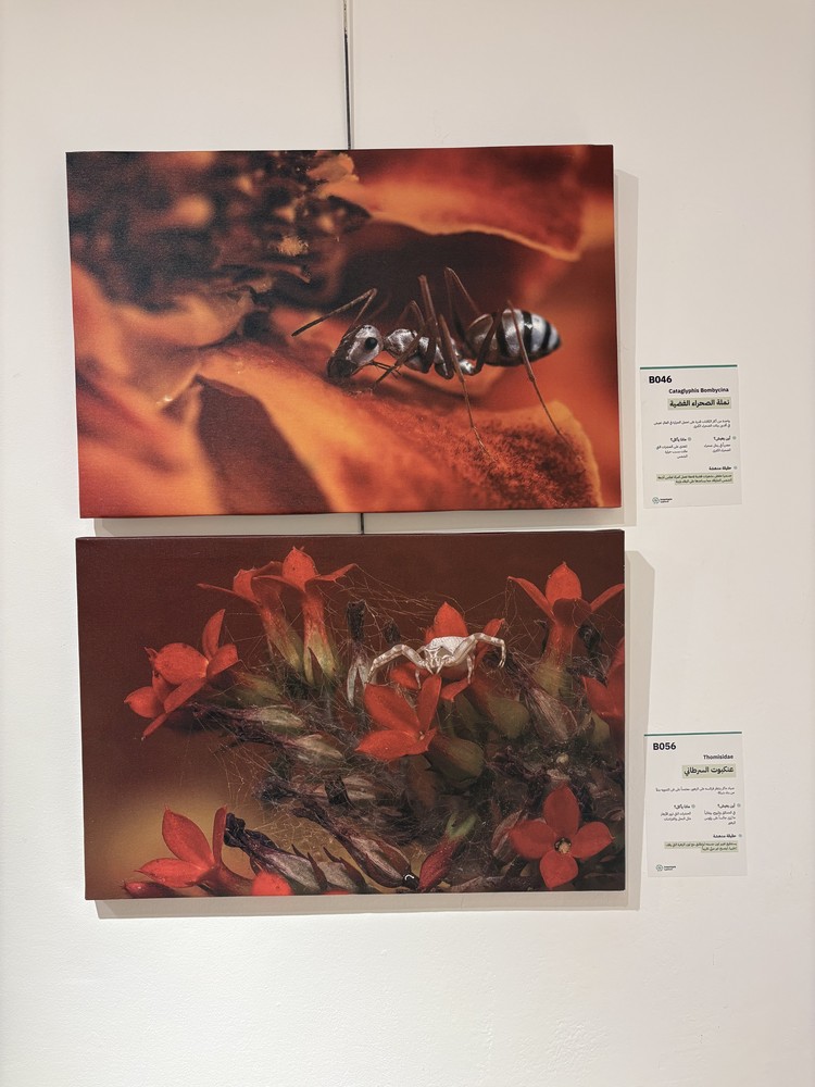 كلمة افتتاح معرض التصوير الفوتوغرافي "ماكرو الحشرات" 33 IMG 5153