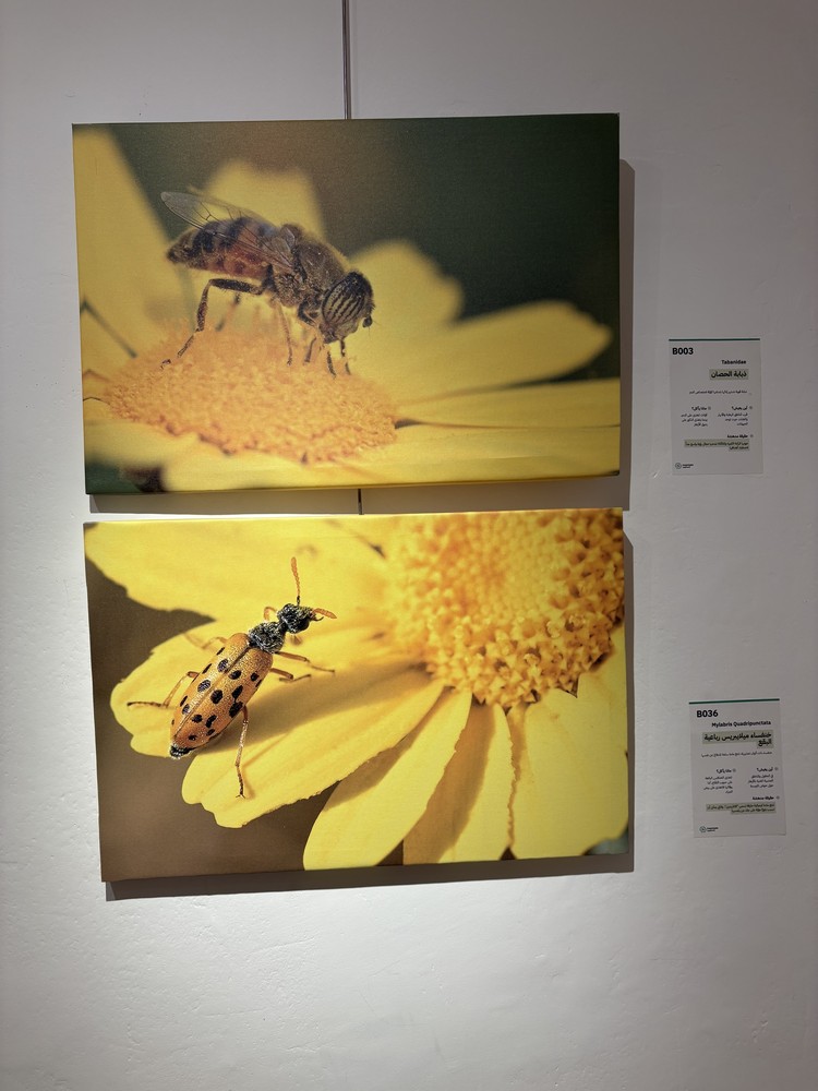 كلمة افتتاح معرض التصوير الفوتوغرافي "ماكرو الحشرات" 34 IMG 5155