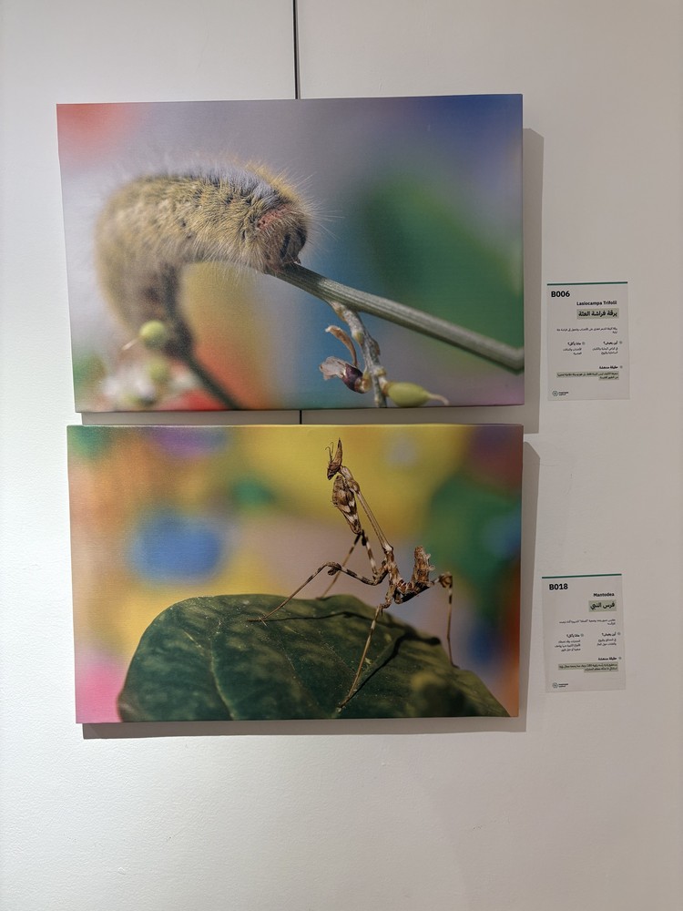 كلمة افتتاح معرض التصوير الفوتوغرافي "ماكرو الحشرات" 28 IMG 5159