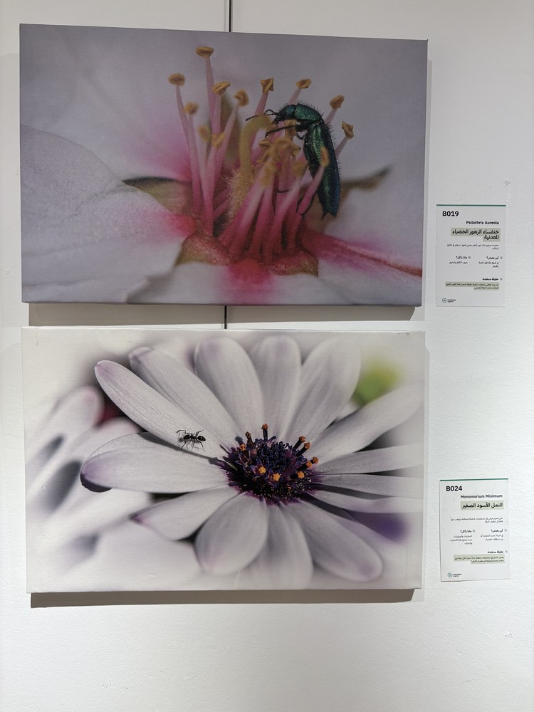 كلمة افتتاح معرض التصوير الفوتوغرافي "ماكرو الحشرات" 29 IMG 5160