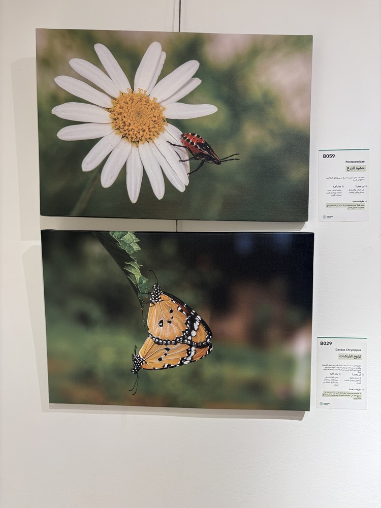 كلمة افتتاح معرض التصوير الفوتوغرافي "ماكرو الحشرات" 27 IMG 5162