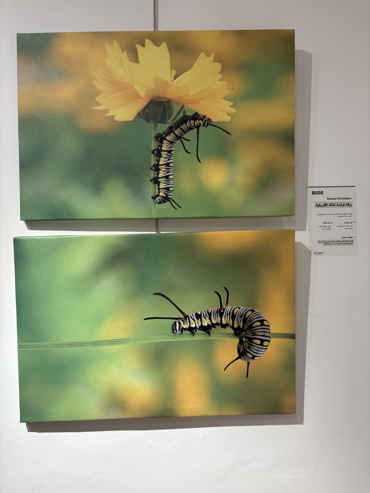 كلمة افتتاح معرض التصوير الفوتوغرافي "ماكرو الحشرات" 26 IMG 5163