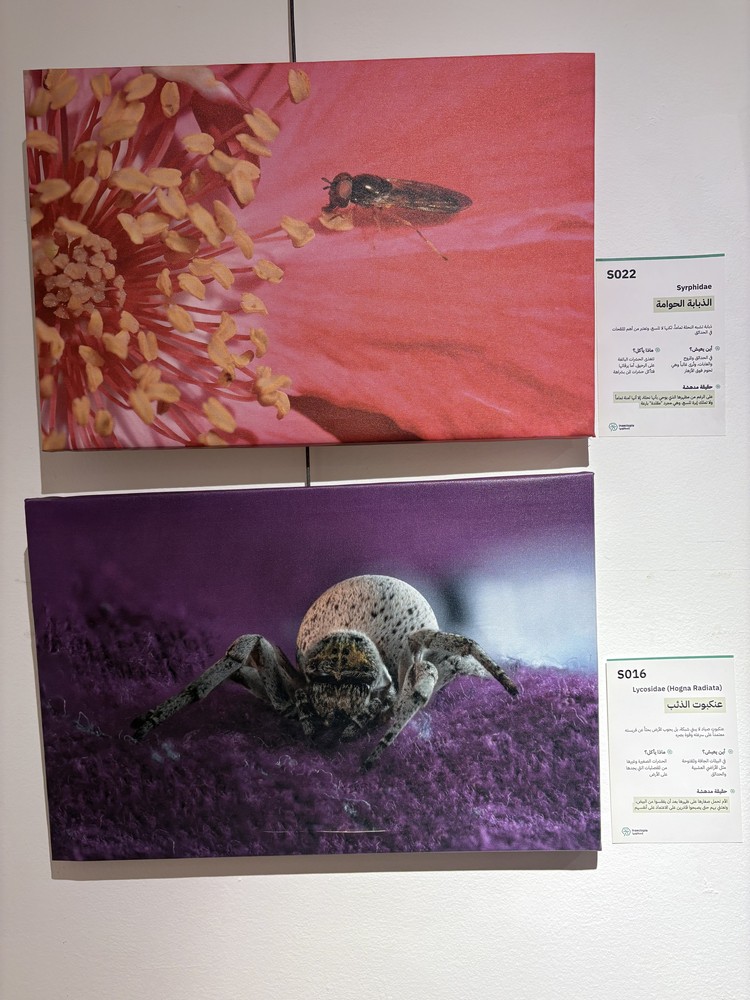 كلمة افتتاح معرض التصوير الفوتوغرافي "ماكرو الحشرات" 19 IMG 5165