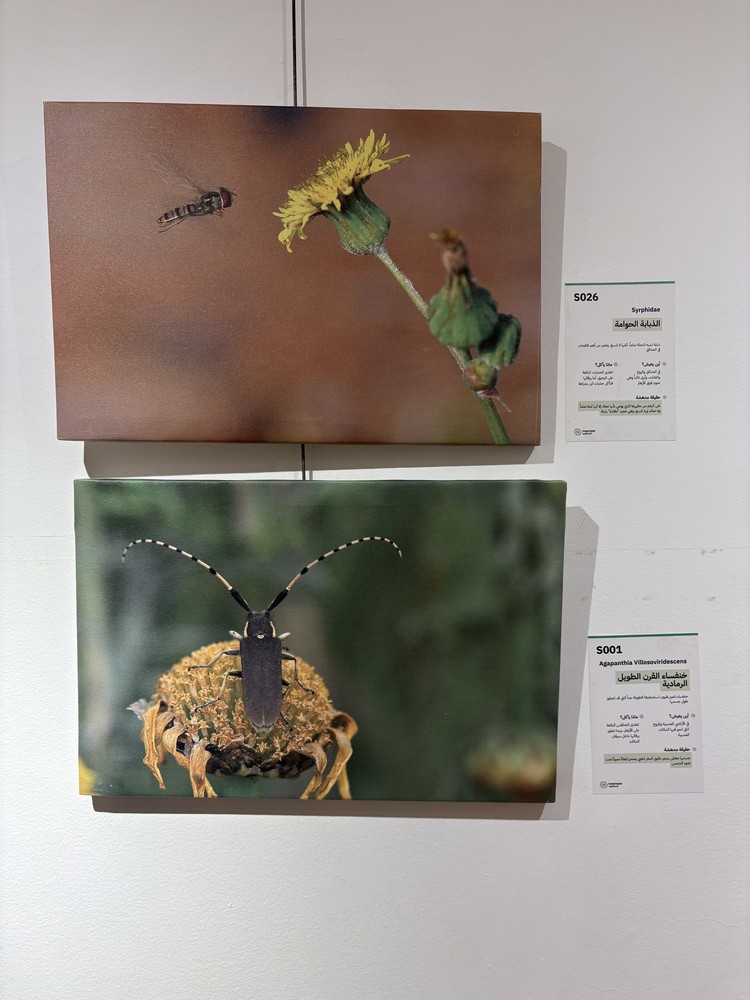 كلمة افتتاح معرض التصوير الفوتوغرافي "ماكرو الحشرات" 24 IMG 5167