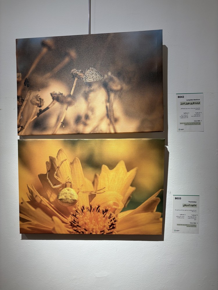 كلمة افتتاح معرض التصوير الفوتوغرافي "ماكرو الحشرات" 22 IMG 5168