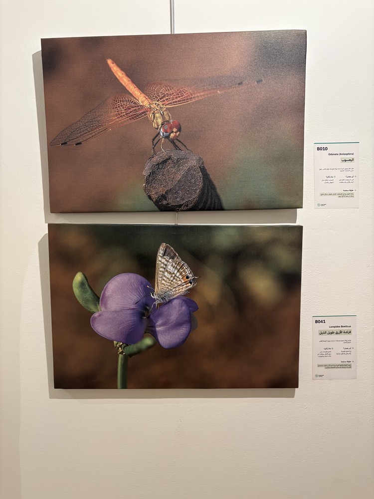 كلمة افتتاح معرض التصوير الفوتوغرافي "ماكرو الحشرات" 23 IMG 5169