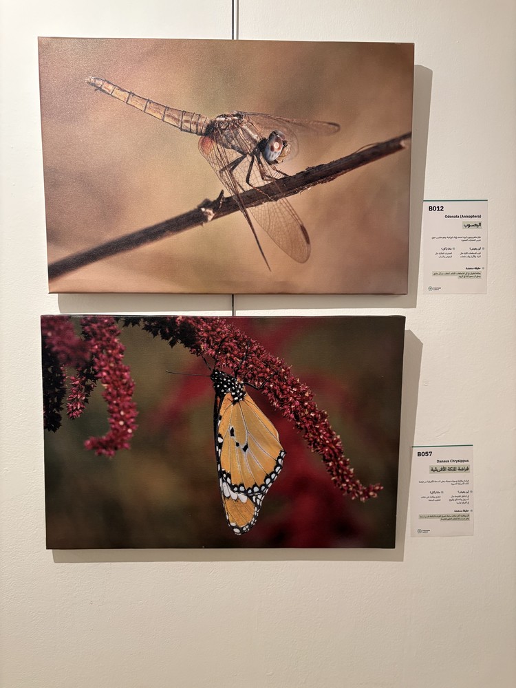 كلمة افتتاح معرض التصوير الفوتوغرافي "ماكرو الحشرات" 20 IMG 5170