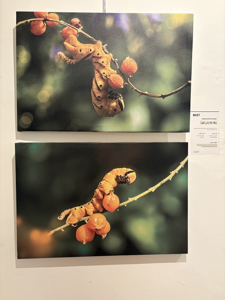 كلمة افتتاح معرض التصوير الفوتوغرافي "ماكرو الحشرات" 21 IMG 5171