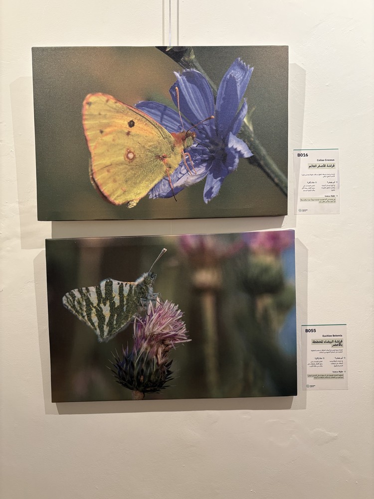 كلمة افتتاح معرض التصوير الفوتوغرافي "ماكرو الحشرات" 13 IMG 5172