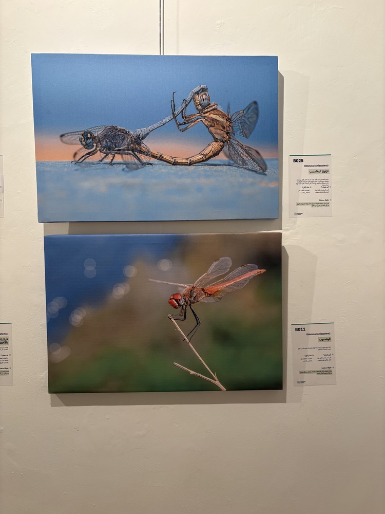 كلمة افتتاح معرض التصوير الفوتوغرافي "ماكرو الحشرات" 14 IMG 5173