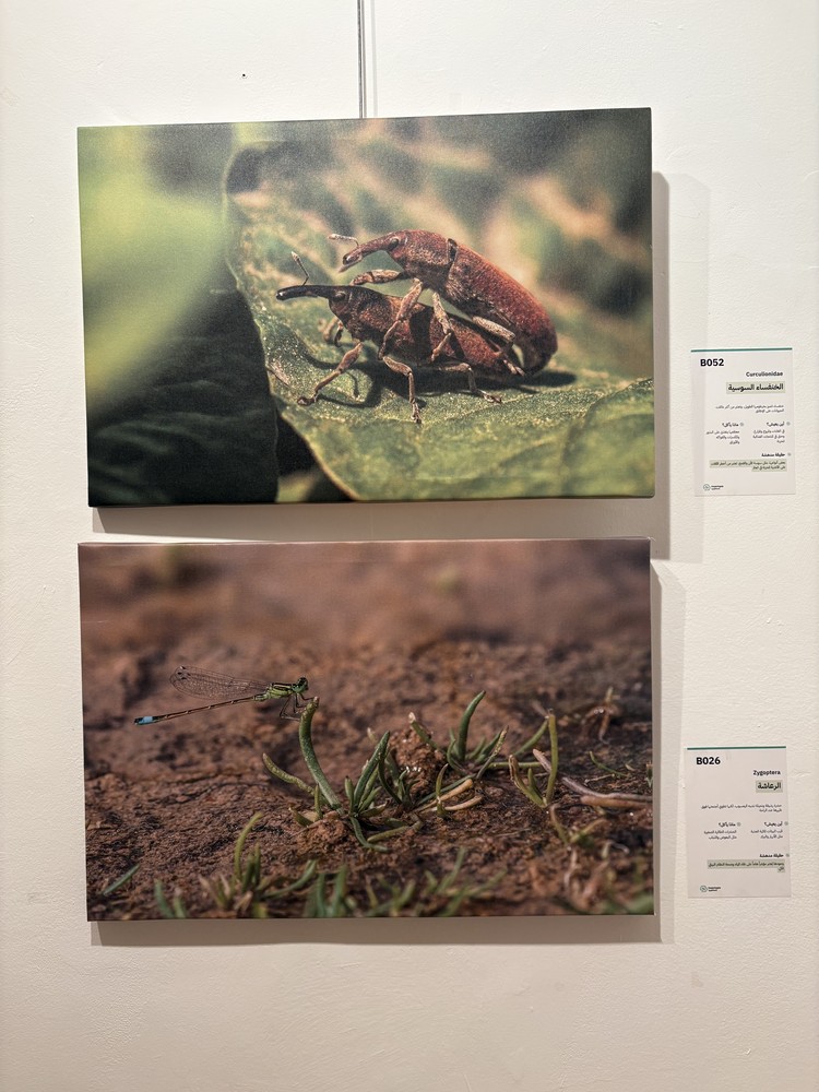 كلمة افتتاح معرض التصوير الفوتوغرافي "ماكرو الحشرات" 17 IMG 5178