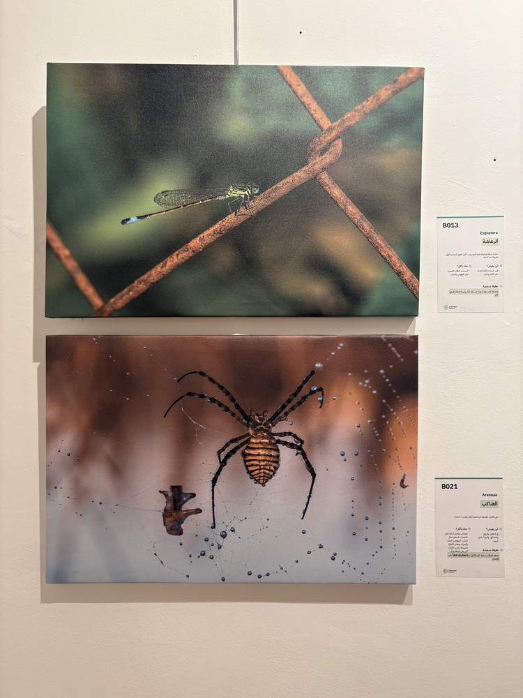 كلمة افتتاح معرض التصوير الفوتوغرافي "ماكرو الحشرات" 15 IMG 5179