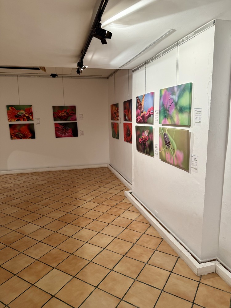 كلمة افتتاح معرض التصوير الفوتوغرافي "ماكرو الحشرات" 7 IMG E3657