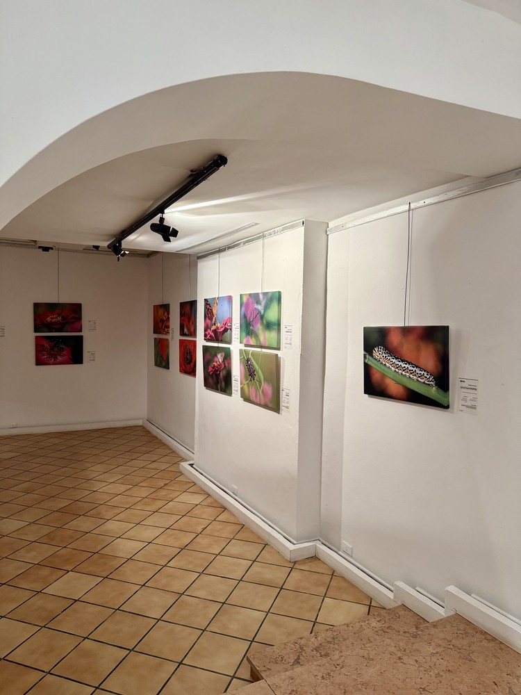 كلمة افتتاح معرض التصوير الفوتوغرافي "ماكرو الحشرات" 8 IMG E3658