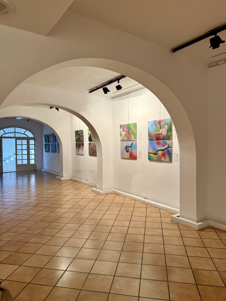 كلمة افتتاح معرض التصوير الفوتوغرافي "ماكرو الحشرات" 9 IMG E3659