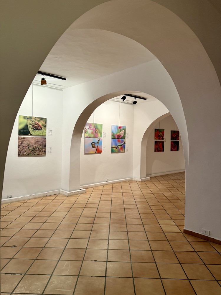 كلمة افتتاح معرض التصوير الفوتوغرافي "ماكرو الحشرات" 5 IMG E3666