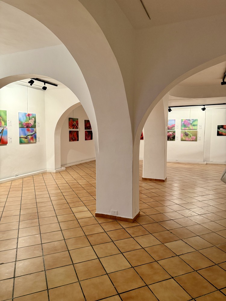 كلمة افتتاح معرض التصوير الفوتوغرافي "ماكرو الحشرات" 11 IMG E3667