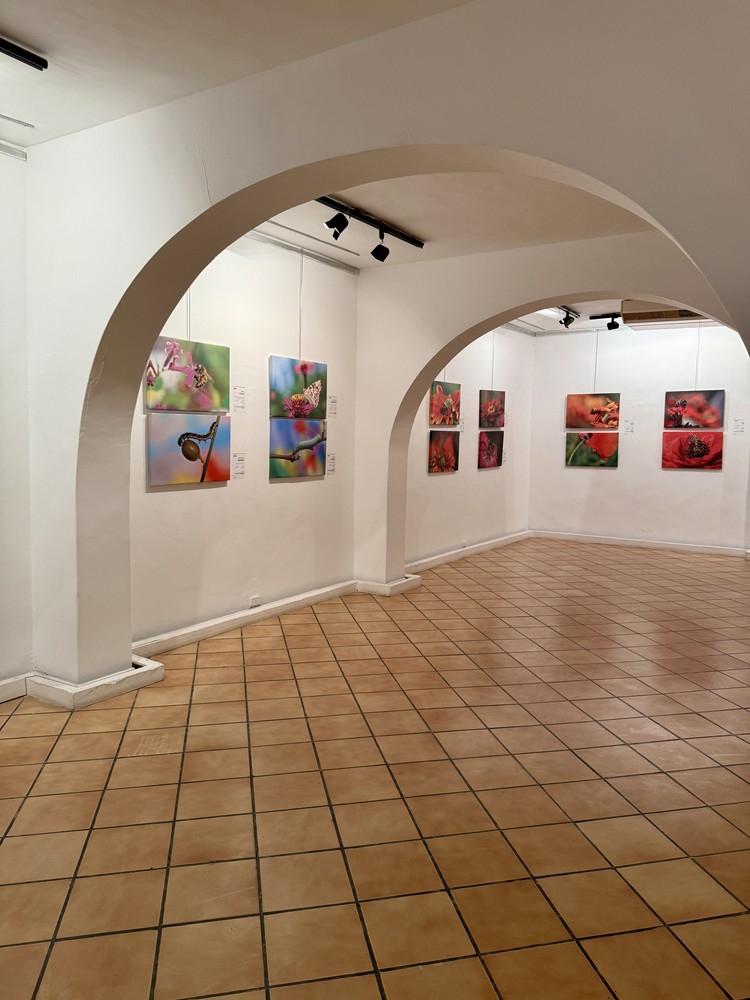 كلمة افتتاح معرض التصوير الفوتوغرافي "ماكرو الحشرات" 12 IMG E3682