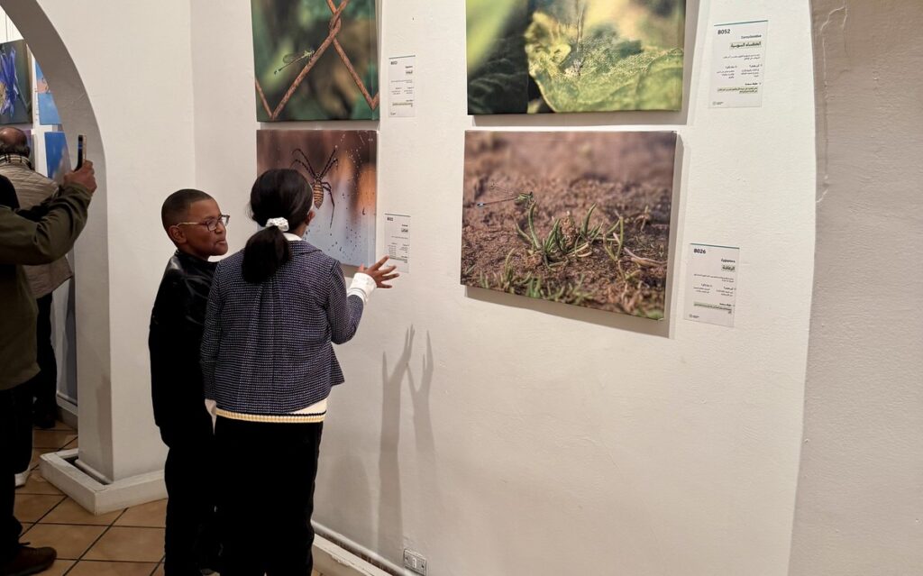 المعرض الشخصي للدكتور الطاهر الثابت 51 IMG E3731